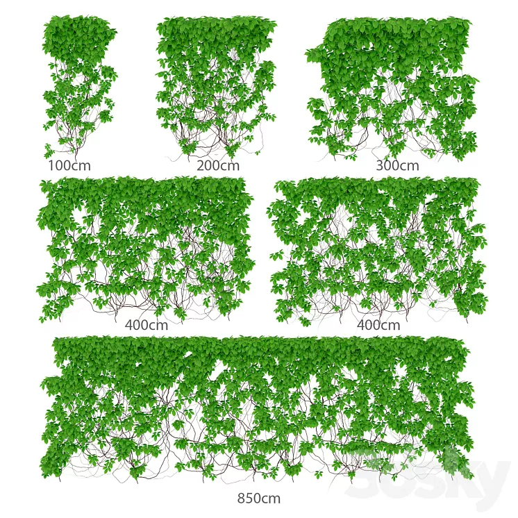 The leaves are a girl's grapes. 6 sizes 3D Model The leaves are a girl's grapes. 6 sizes 3D Model