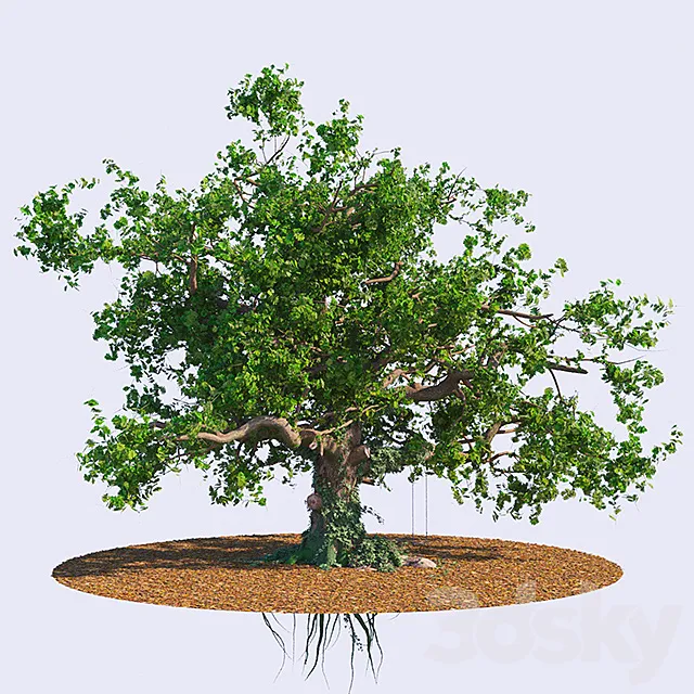 The old oak 3D Model The old oak 3D Model