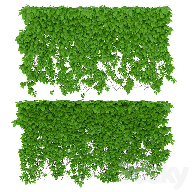 The wall of a girl’s grapes. 2 species. v2 3DModel The wall of a girl’s grapes. 2 species. v2 3DModel