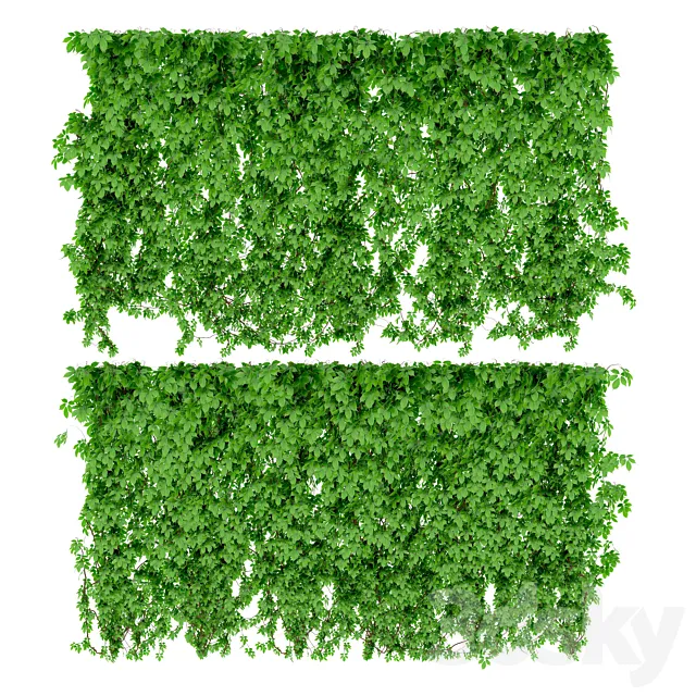 The wall of a girl’s grapes. 2 types 3DModel The wall of a girl’s grapes. 2 types 3DModel