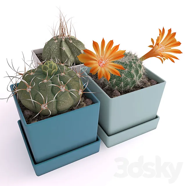 Three cactus 3DModel Three cactus 3DModel