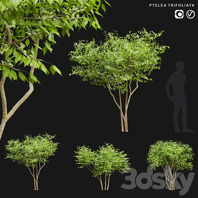 Three-leafed pteley | Ptelea trifoliata 3D Model