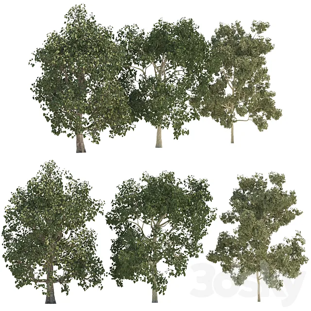 Three trees 3DModel