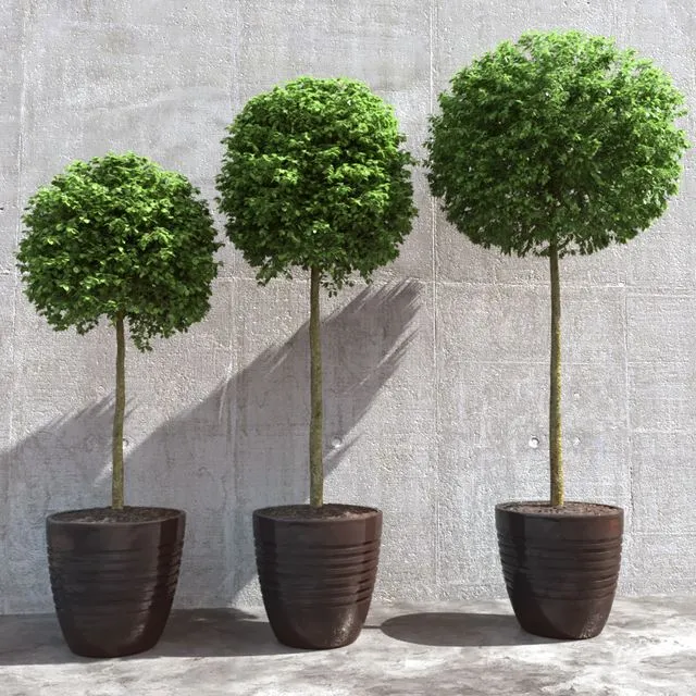 Three trees in pots 3D Model Three trees in pots 3D Model