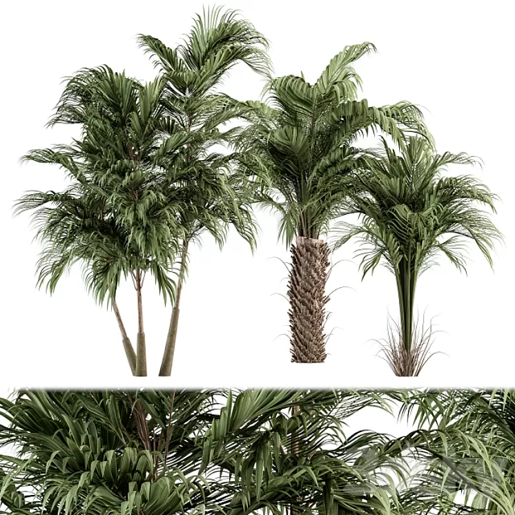 Three Type Palm Tree – Tree Set 55 3D Model