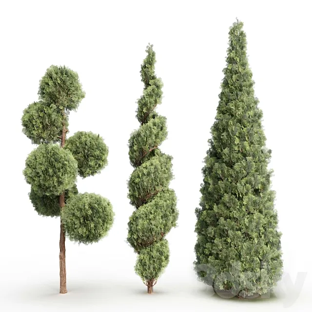 Thuja # 1 (Thuja # 1) 3D Model