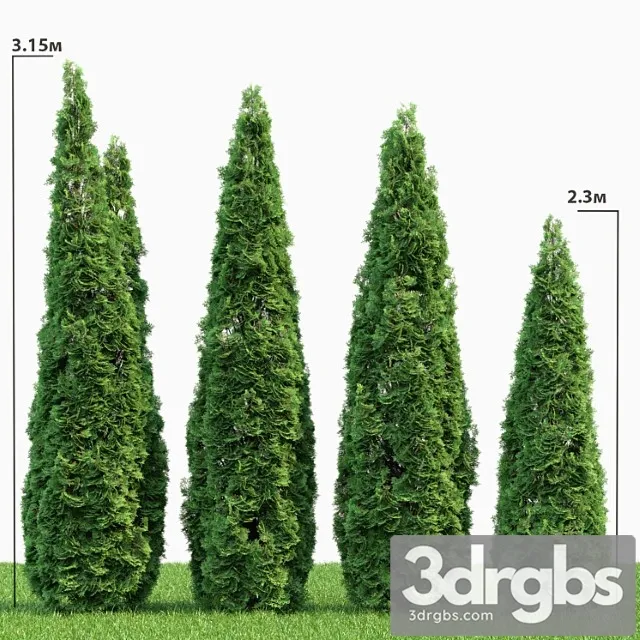 Thuja 2 3D Model Download