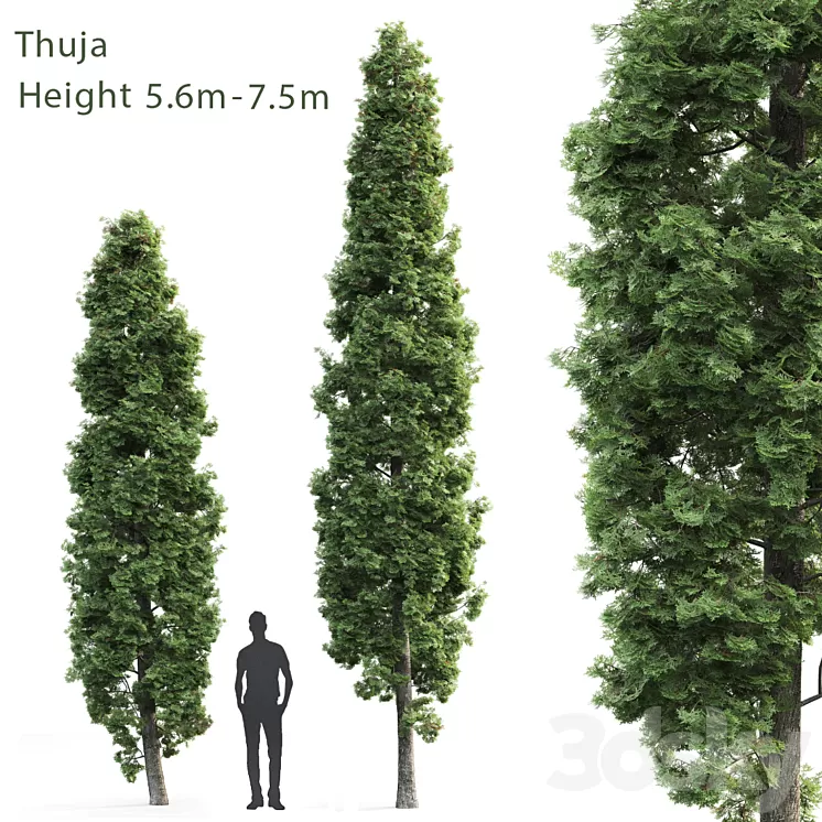 Thuja 3D Model