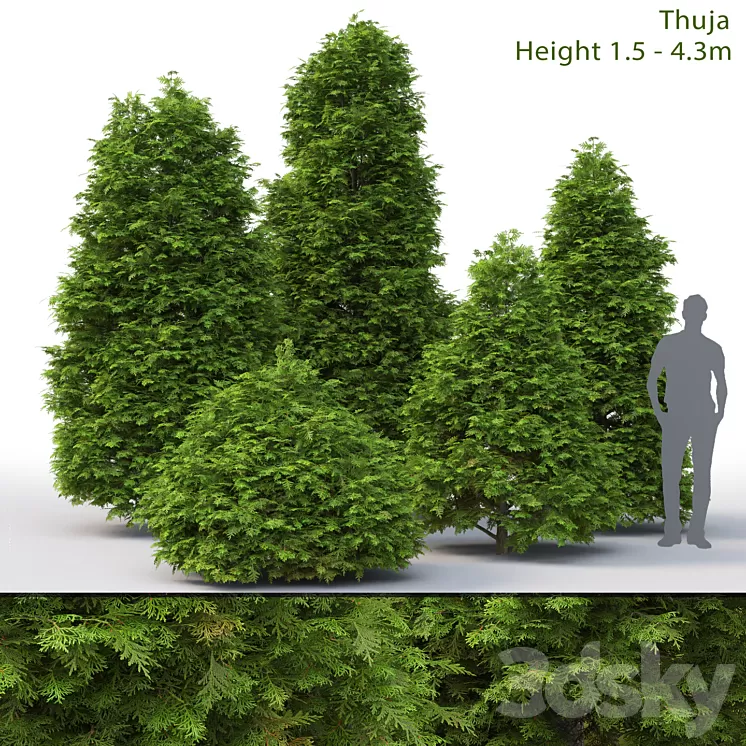 Thuja 3D Model