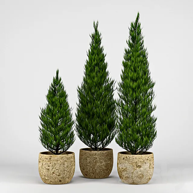 Thuja 3D Model