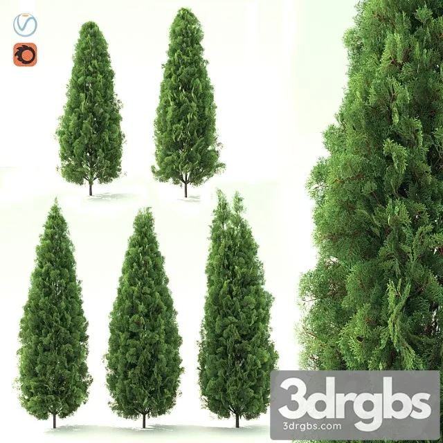 Thuja 3D Model Download