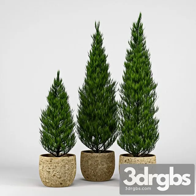 Thuja 3D Model Download