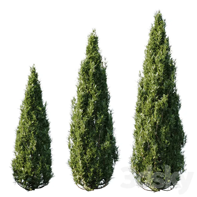 Thuja 3DModel