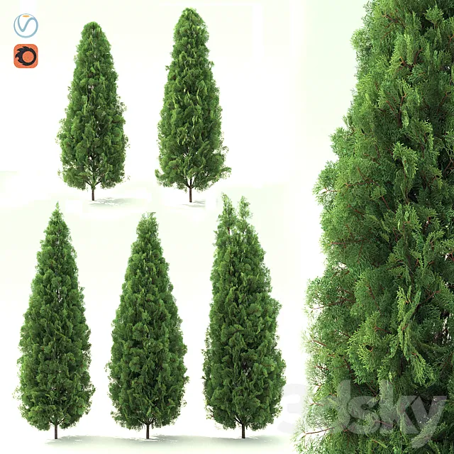 Thuja 3DModel Thuja 3DModel