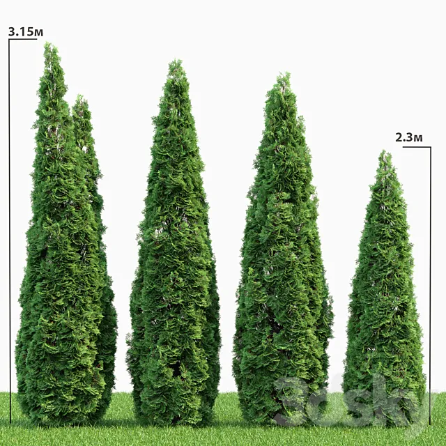 Thuja 3DModel Thuja 3DModel