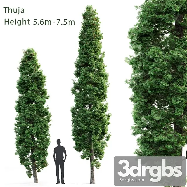 Thuja 9 3D Model Download
