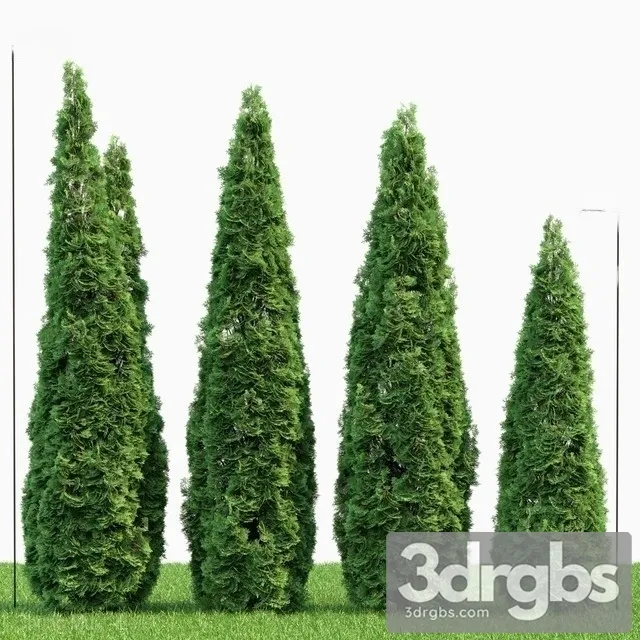 Thuja Danica 2 3D Model Download