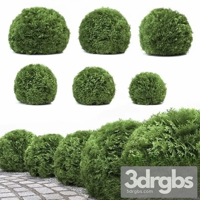 Thuja Danica 3D Model Download
