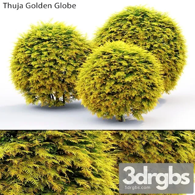 Thuja Golden Globe 3D Model Download