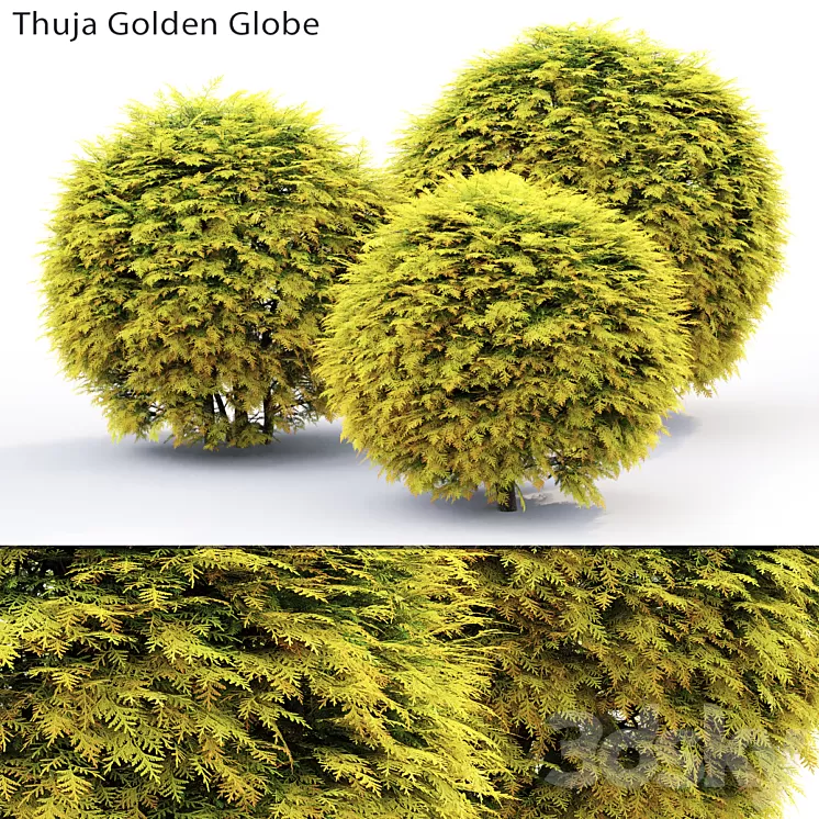 Thuja Golden Globe 3D Model Thuja Golden Globe 3D Model