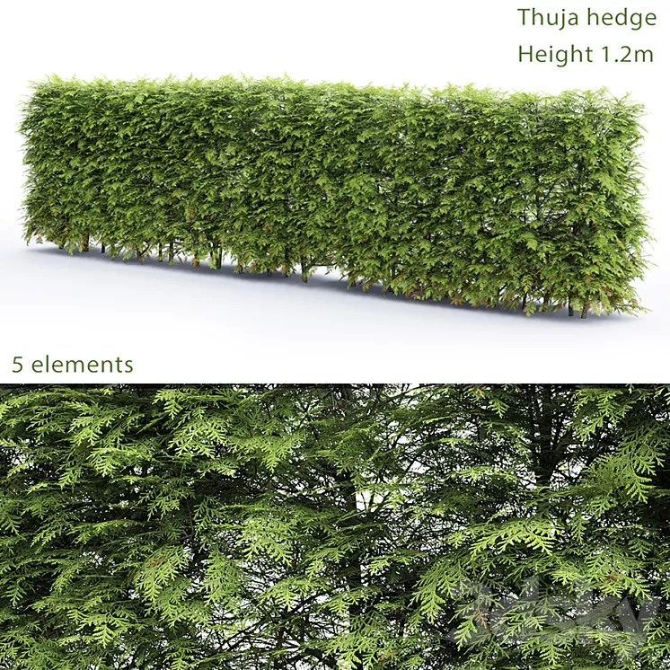 Thuja Hedge 3D Model Thuja Hedge 3D Model