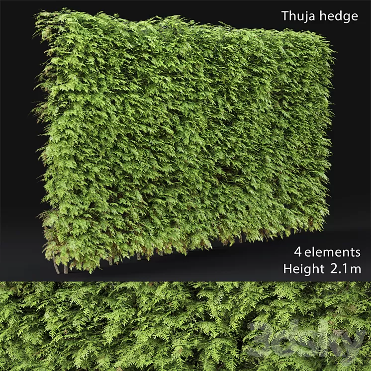 Thuja hedge 3D Model Thuja hedge 3D Model