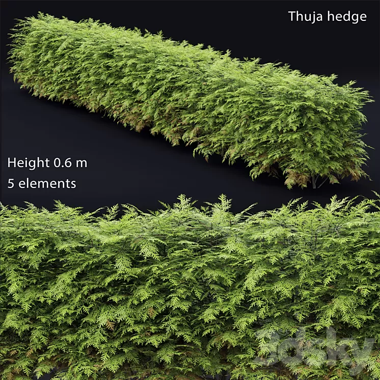 Thuja hedge 3D Model Thuja hedge 3D Model