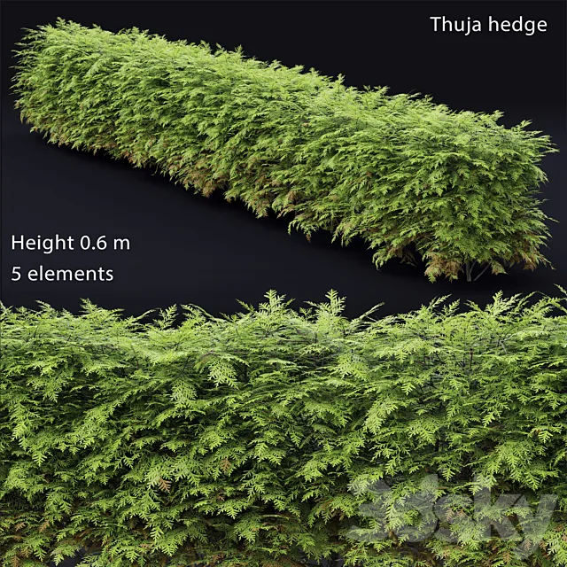 Thuja  hedge 3DModel