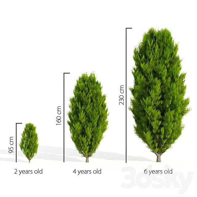 Thuja in 3 ages 3D Model Thuja in 3 ages 3D Model