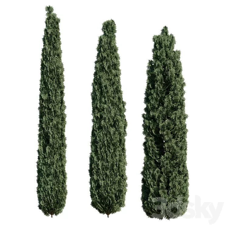 Thuja pack 1 Corona / Vray 3D Model