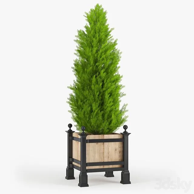 Thuja_3 3D Model Thuja_3 3D Model