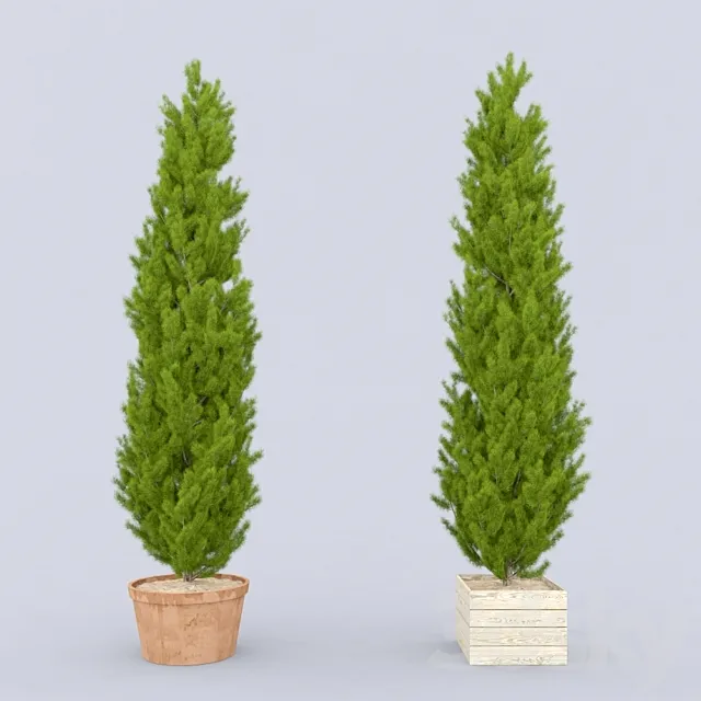 Thuja_plicata_002 3DModel
