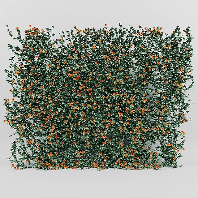 Thunbergia alata ivy 3D Model Thunbergia alata ivy 3D Model