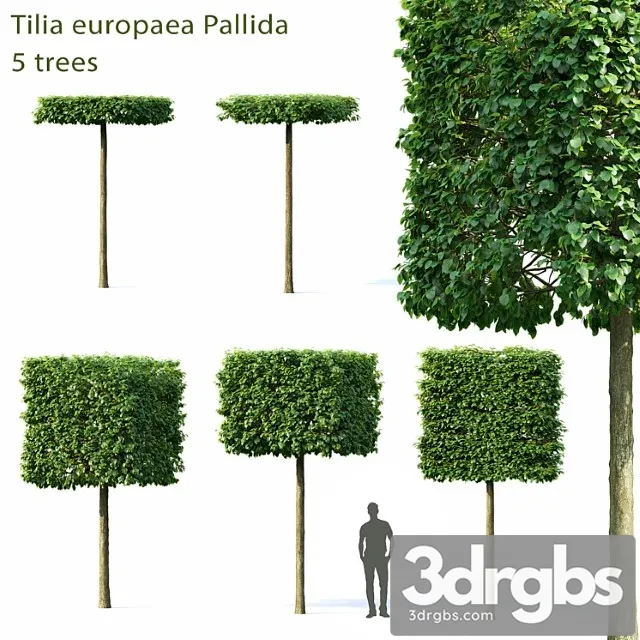 Tilia Europea 3D Model Download