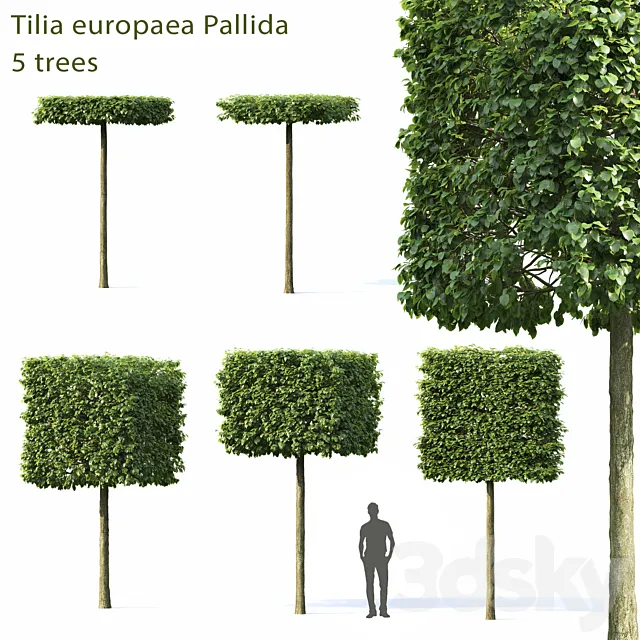 Tilia Europea 3DModel Tilia Europea 3DModel