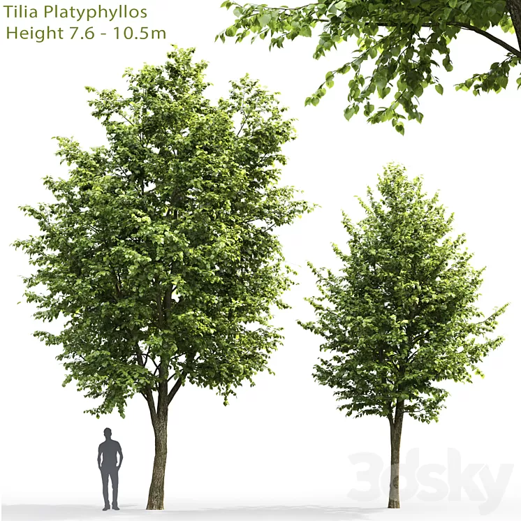 Tilia platyphyllos # 3 (7.6-10.5m) 3D Model
