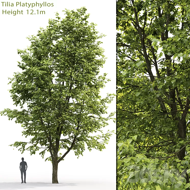 Tilia platyphyllos 3D Model - 3DSKY Decor Helper