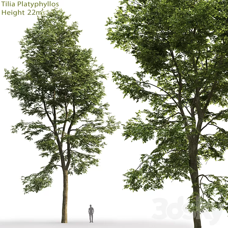 Tilia platyphyllos 3D Model