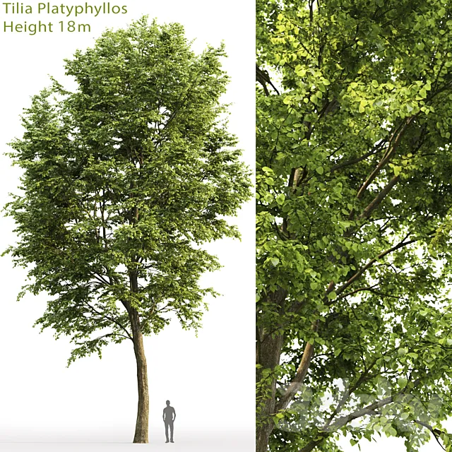 Tilia platyphyllos 3DModel - 3DSKY Decor Helper