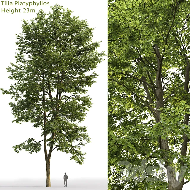 Tilia platyphyllos 3DModel - 3DSKY Decor Helper