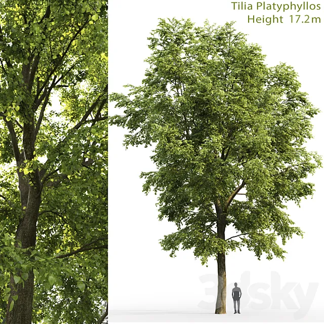 Tilia platyphyllos 3DModel Tilia platyphyllos 3DModel