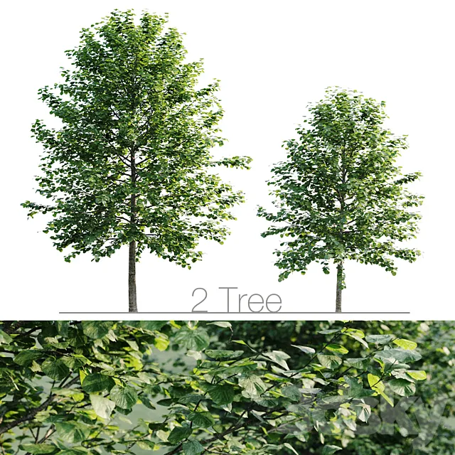 Tilia platyphyllos 8.5m and 6.3m 3DModel