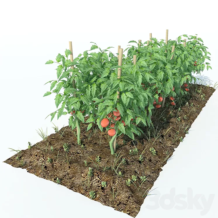 Tomato 3D Model Tomato 3D Model