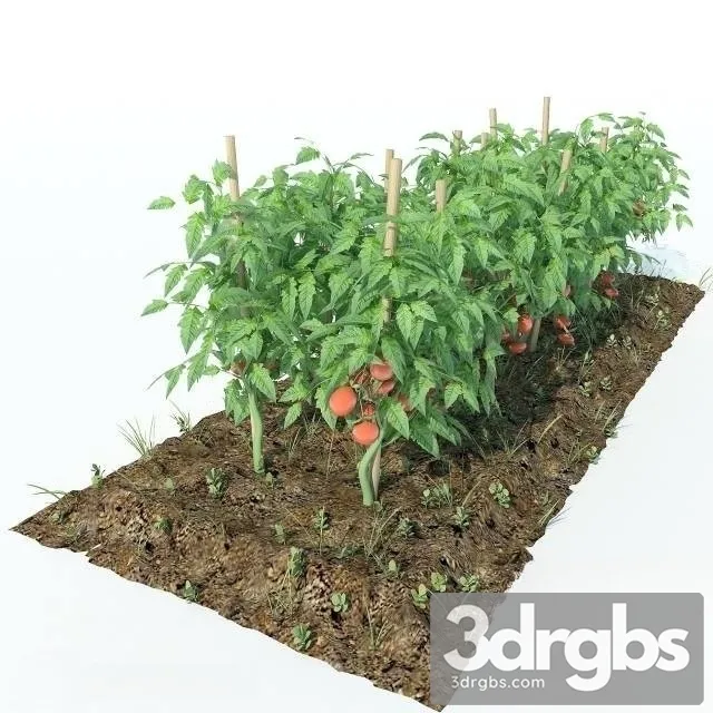 Tomato Garden 3D Model Download