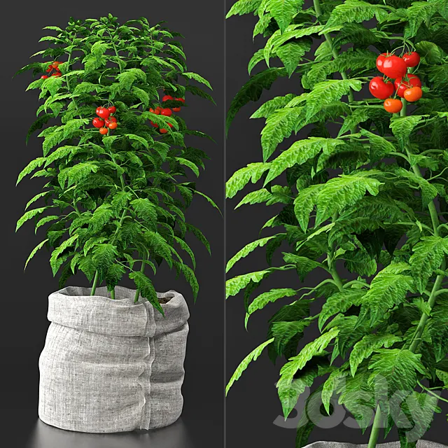 Tomato plant 3DModel Tomato plant 3DModel