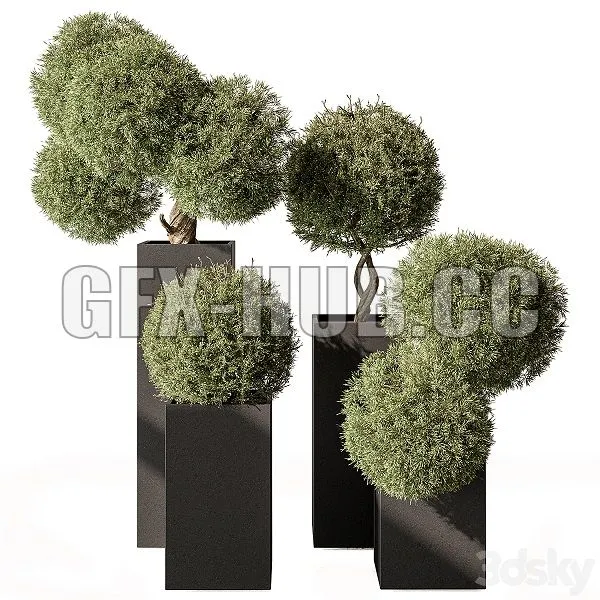 Topiary Plant in Box Outdoor Plants 445 3D Model Topiary Plant in Box Outdoor Plants 445 3D Model