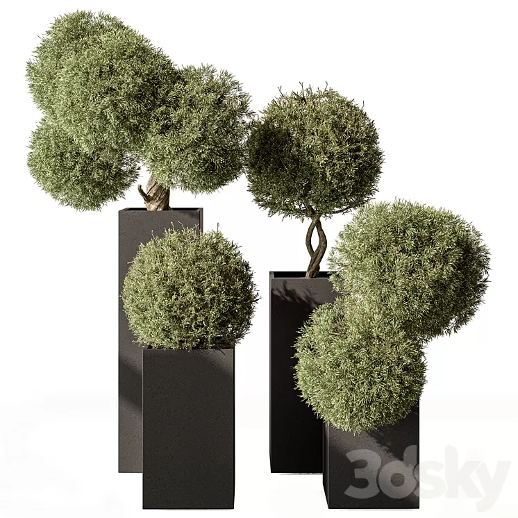 Topiary Plant in Box – Outdoor Plants 445 3D Model Free Download
