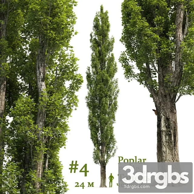 Topol Poplar Populus 4 3D Model Download - 3DSKY Decor Helper