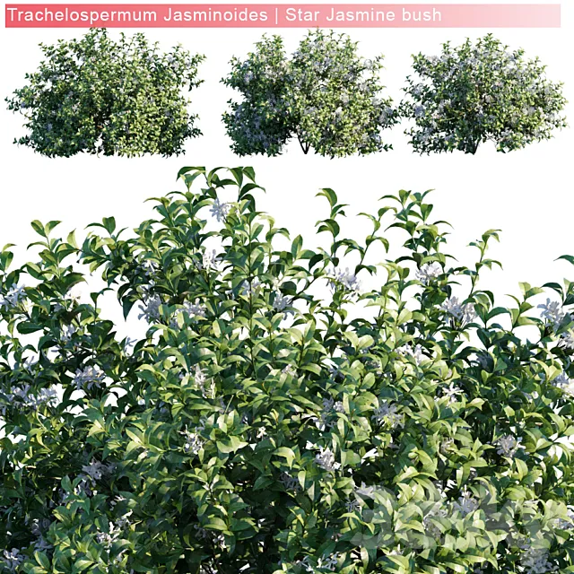 Trachelospermum Jasminoides | Star jasmine bush 3D Model