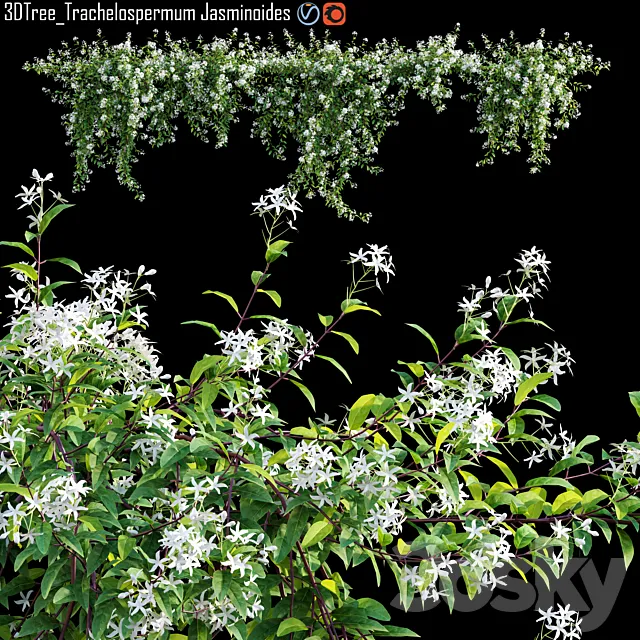 Trachelospermum Jasminoides | Star jasmine creeper 3D Model Trachelospermum Jasminoides | Star jasmine creeper 3D Model